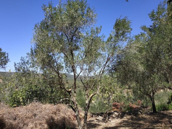 Plot Of 500 M² In Pisaski, Messinia, Peloponnese, Greece