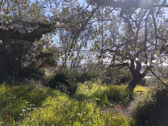 Land Of 9000 M² With Access To The Sea In Pisaki, Messenia, South Peloponnese, Greece