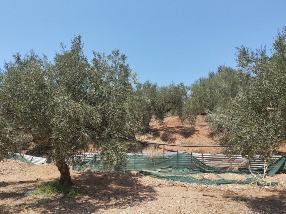 Agricultural Land Plot Of 7,356.50 Sq.m. In The Area Of The Gargalianoi South Peloponnes Greece