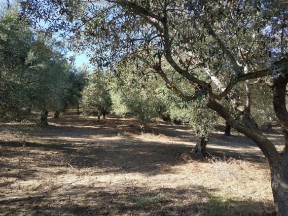 Plot Of 5800 Sqm For Sale In Tragana Messinia South Peloponnes Greece