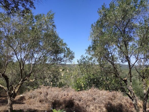 Plot Of 500 M² In Pisaski, Messinia, Peloponnese, Greece