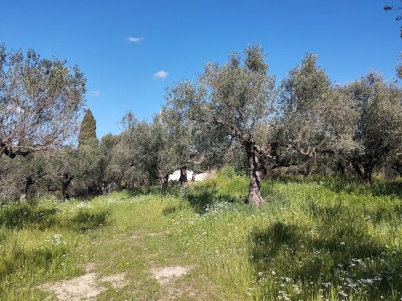 Land Of 9000 M² With Access To The Sea In Pisaki, Messenia, South Peloponnese, Greece