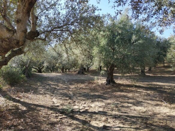 Plot Of 5800 Sqm For Sale In Tragana Messinia South Peloponnes Greece