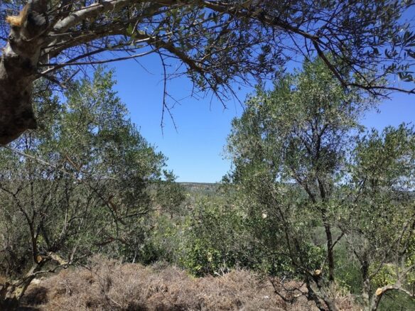 Plot Of 500 M² In Pisaski, Messinia, Peloponnese, Greece