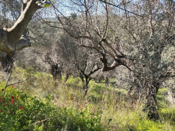 Land Of 9000 M² With Access To The Sea In Pisaki, Messenia, South Peloponnese, Greece
