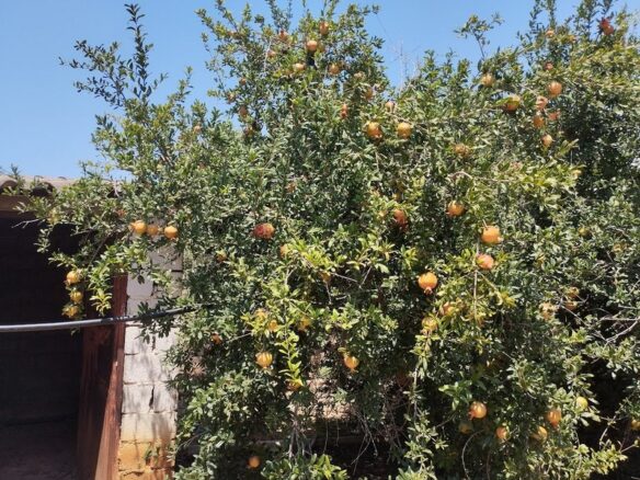Agricultural Land Plot Of 7,356.50 Sq.m. In The Area Of The Gargalianoi South Peloponnes Greece