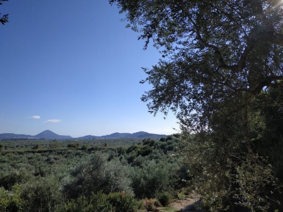 Plot Of 5800 Sqm For Sale In Tragana Messinia South Peloponnes Greece