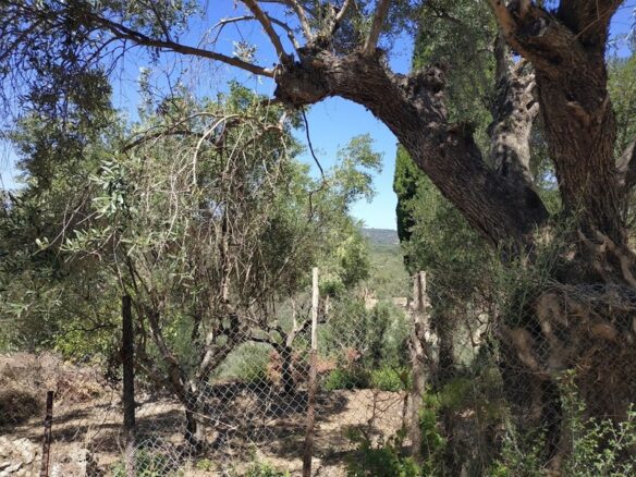 Plot Of 500 M² In Pisaski, Messinia, Peloponnese, Greece