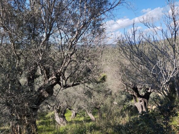 Land Of 9000 M² With Access To The Sea In Pisaki, Messenia, South Peloponnese, Greece