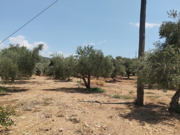 Agricultural Land Plot Of 7,356.50 Sq.m. In The Area Of The Gargalianoi South Peloponnes Greece