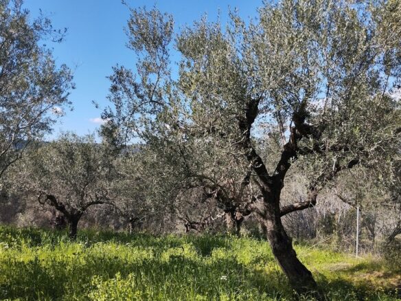 Land Of 9000 M² With Access To The Sea In Pisaki, Messenia, South Peloponnese, Greece