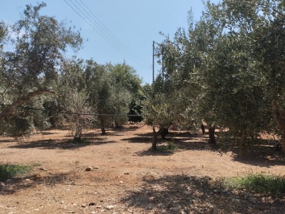 Agricultural Land Plot Of 7,356.50 Sq.m. In The Area Of The Gargalianoi South Peloponnes Greece