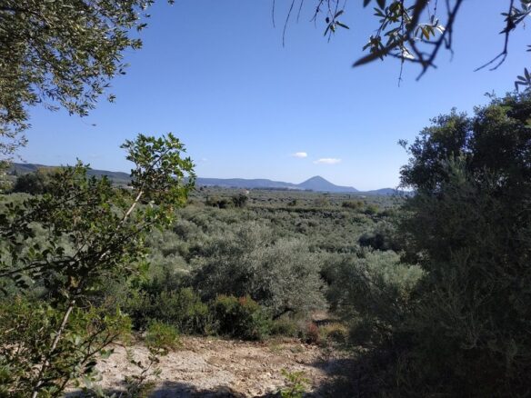 Plot Of 5800 Sqm For Sale In Tragana Messinia South Peloponnes Greece
