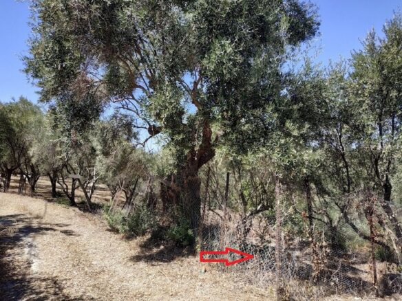 Plot Of 500 M² In Pisaski, Messinia, Peloponnese, Greece