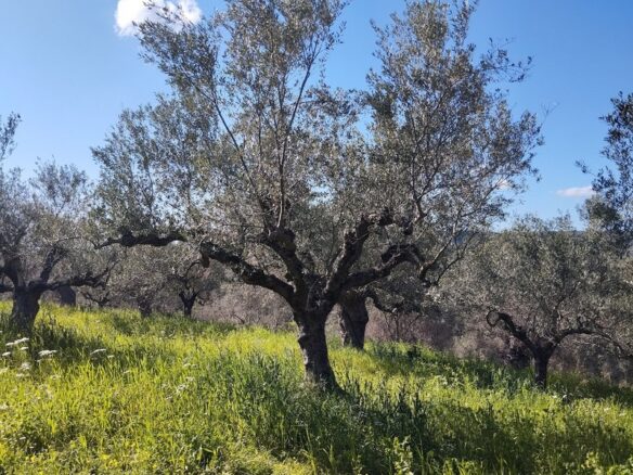 Land Of 9000 M² With Access To The Sea In Pisaki, Messenia, South Peloponnese, Greece