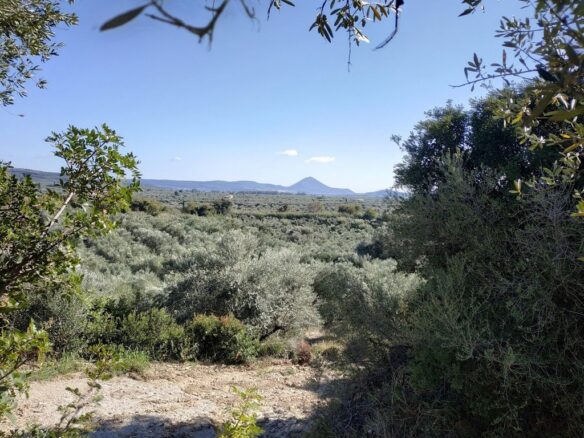 Plot Of 5800 Sqm For Sale In Tragana Messinia South Peloponnes Greece