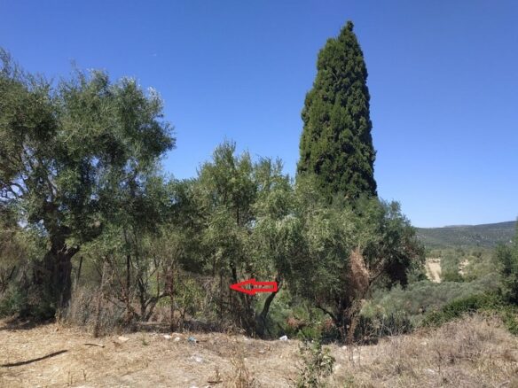Plot Of 500 M² In Pisaski, Messinia, Peloponnese, Greece