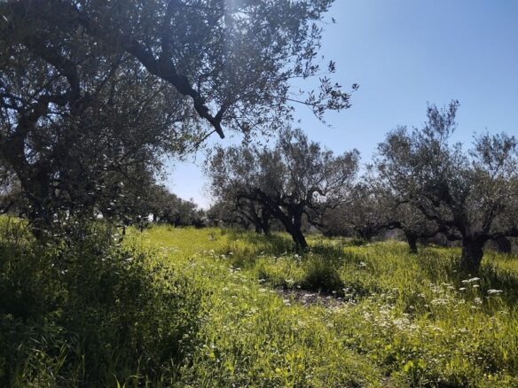 Land Of 9000 M² With Access To The Sea In Pisaki, Messenia, South Peloponnese, Greece