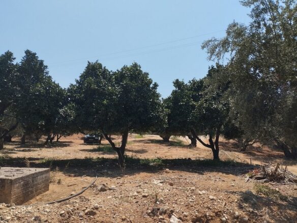 Agricultural Land Plot Of 7,356.50 Sq.m. In The Area Of The Gargalianoi South Peloponnes Greece