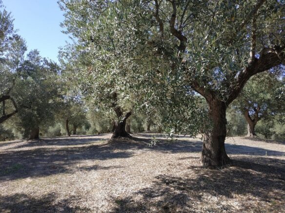 Plot Of 5800 Sqm For Sale In Tragana Messinia South Peloponnes Greece
