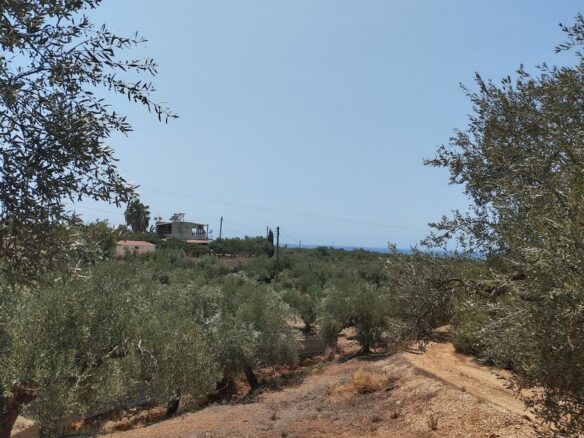 Agricultural Land Plot Of 7,356.50 Sq.m. In The Area Of The Gargalianoi South Peloponnes Greece