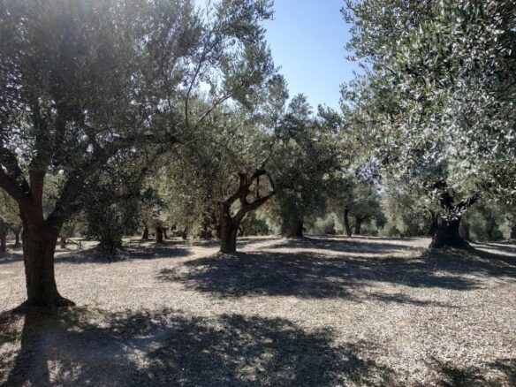 Plot Of 5800 Sqm For Sale In Tragana Messinia South Peloponnes Greece