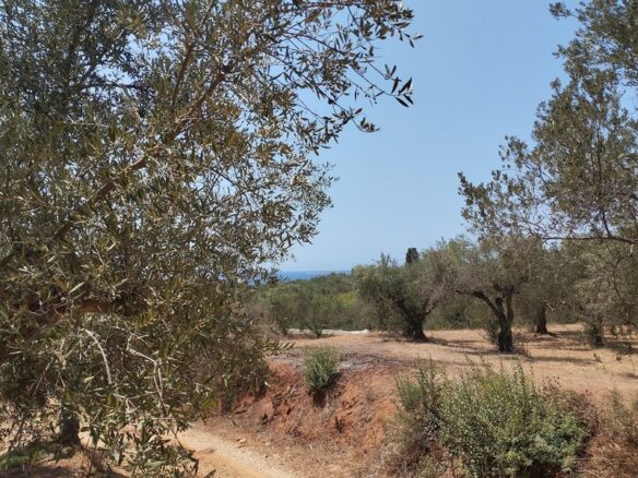 Agricultural Land Plot Of 7,356.50 Sq.m. In The Area Of The Gargalianoi South Peloponnes Greece