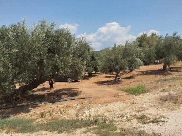 Agricultural Land Plot Of 7,356.50 Sq.m. In The Area Of The Gargalianoi South Peloponnes Greece