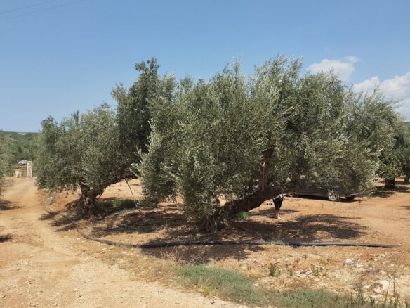 Agricultural Land Plot Of 7,356.50 Sq.m. In The Area Of The Gargalianoi South Peloponnes Greece