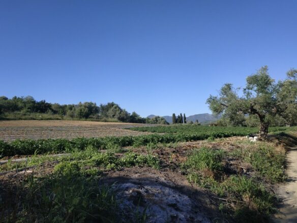 Land Of 7000 M² In Tragana Messinia