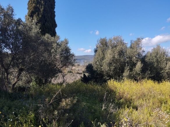 Plot Of 700 M² In Pisaski, Messenien, South Peloponnese, Greece