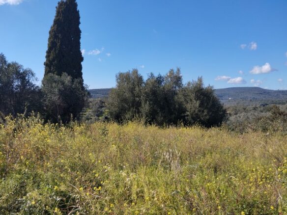 Plot Of 700 M² In Pisaski, Messenien, South Peloponnese, Greece