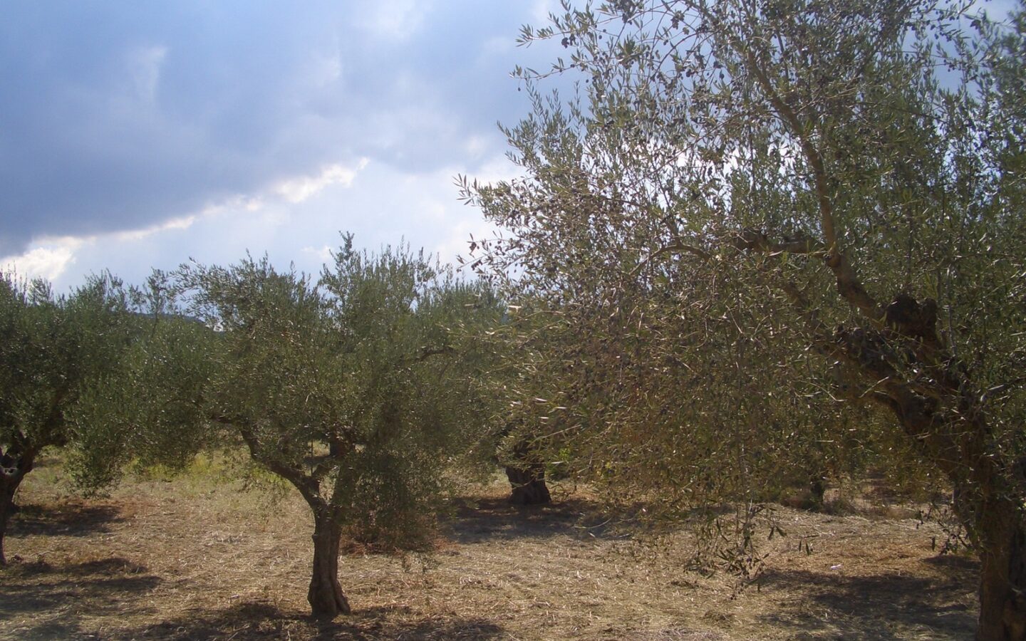 Land Of 4200 M² In Gialova Messenien South Peloponnese Greece