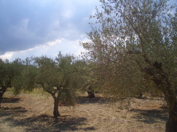 Land Of 4200 M² In Gialova Messenien South Peloponnese Greece