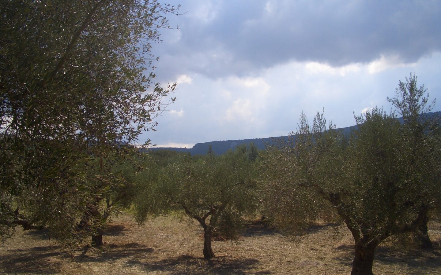 Land Of 4200 M² In Gialova Messenien South Peloponnese Greece