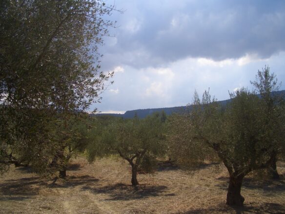 Land Of 4200 M² In Gialova Messenien South Peloponnese Greece
