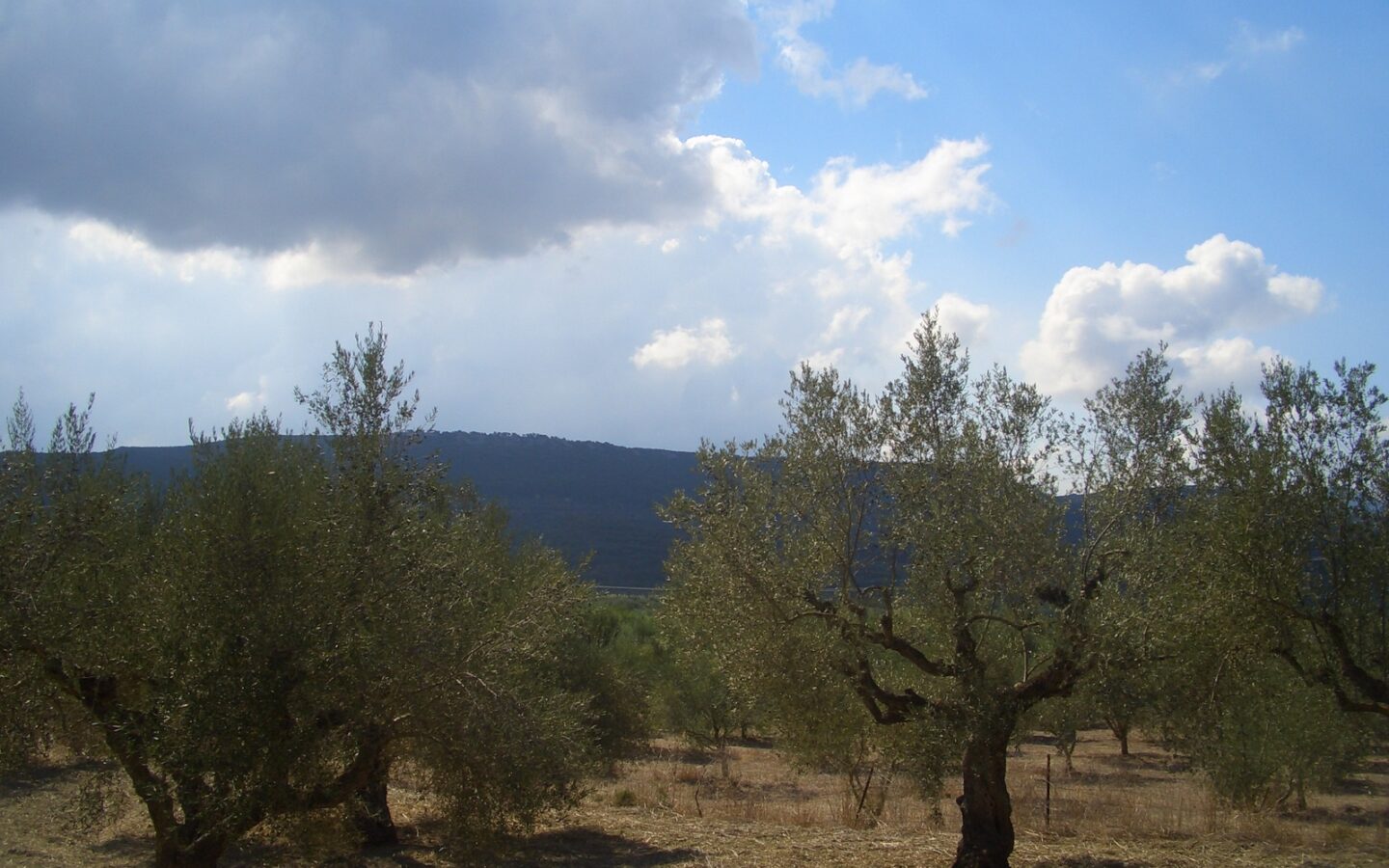 Land Of 4200 M² In Gialova Messenien South Peloponnese Greece