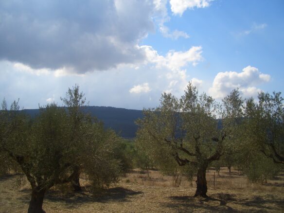 Land Of 4200 M² In Gialova Messenien South Peloponnese Greece