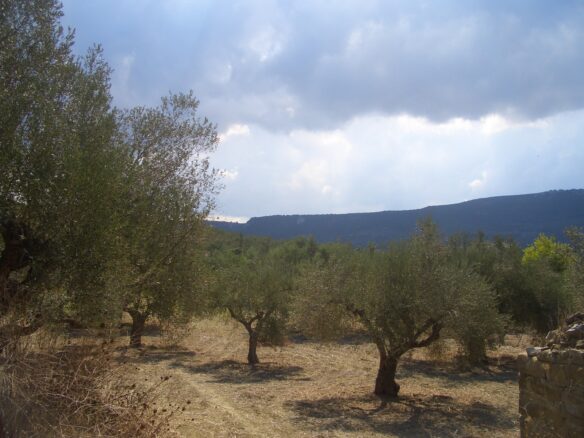 Land Of 4200 M² In Gialova Messenien South Peloponnese Greece