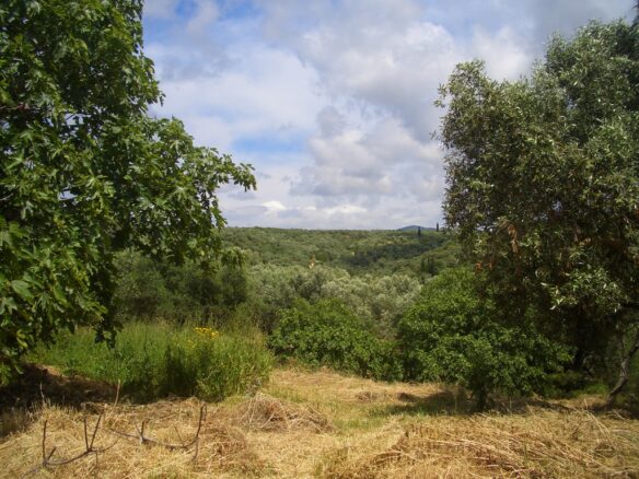 Plot Of 1281.95 M² In Pisaski, Near Koryfasio, Messinia South Peloponnese, Greece