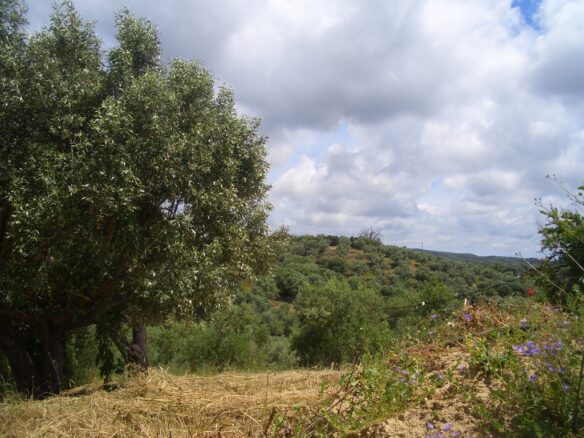 Plot Of 1281.95 M² In Pisaski, Near Koryfasio, Messinia South Peloponnese, Greece