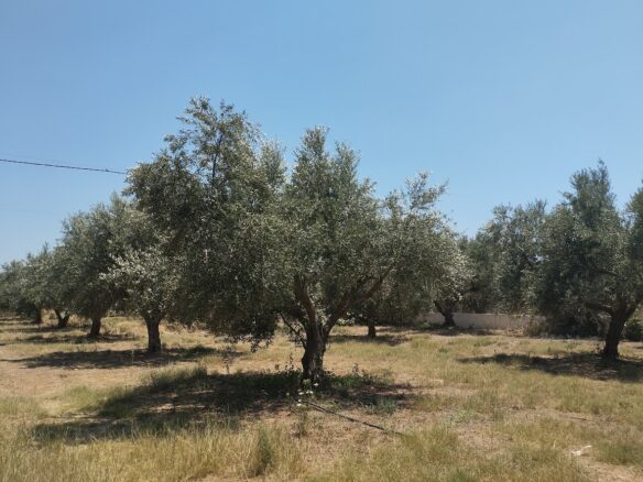 Land Plot Of 9,000 M² With Proximity To Marathopoli In Messinia, South Peloponnese, Greece