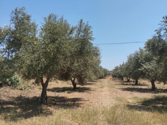 Land Plot Of 9,000 M² With Proximity To Marathopoli In Messinia, South Peloponnese, Greece