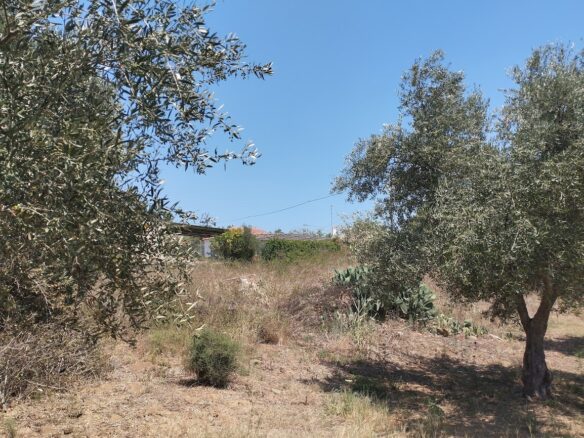 Land Plot Of 9,000 M² With Proximity To Marathopoli In Messinia, South Peloponnese, Greece