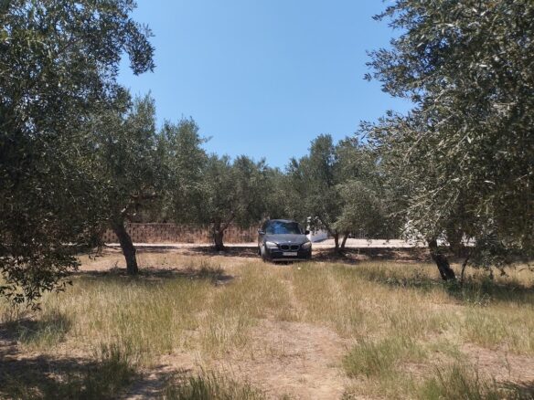 Land Plot Of 9,000 M² With Proximity To Marathopoli In Messinia, South Peloponnese, Greece