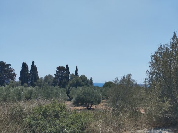 Land Plot Of 9,000 M² With Proximity To Marathopoli In Messinia, South Peloponnese, Greece