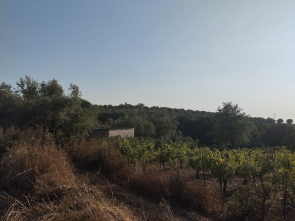 Land Plot Of 550 M² With Residential Zoning In Glyfada, Messinia, South Peloponnese, Greece