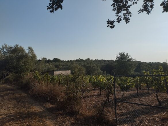 Land Plot Of 550 M² With Residential Zoning In Glyfada, Messinia, South Peloponnese, Greece