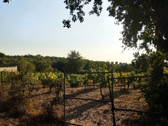 Land Plot Of 550 M² With Residential Zoning In Glyfada, Messinia, South Peloponnese, Greece