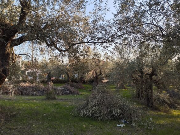 Land Plot Of 1,514.87 Sq.m. Located Within The Settlement Of Koryfasio, Messinia South Peloponnes Greece